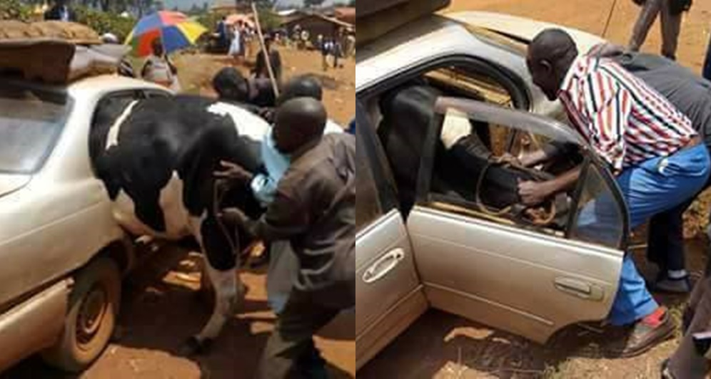 See How A Big Cow Was Forced Into A Small Car Ahead Of Eid El Kabir Celebration (Photos)