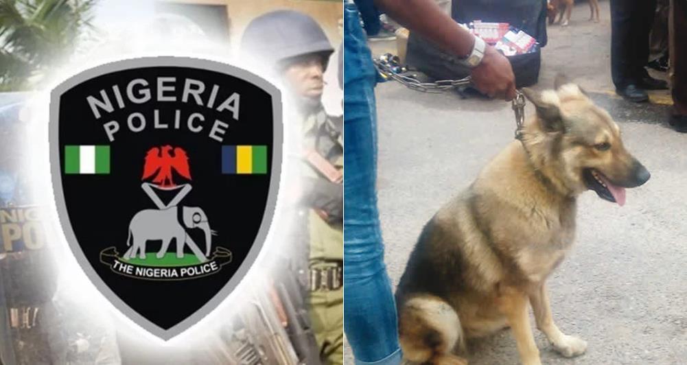 Nigerian Police arrest Alsatian dog for robbery in Lagos (Photo)