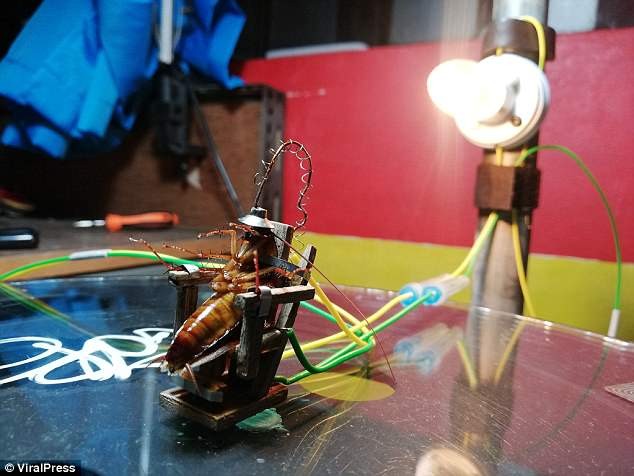 Artist executes cockroach in electric chair for entering his work studio