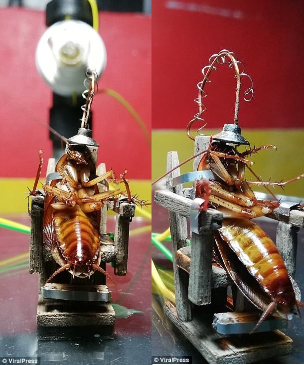 Artist executes cockroach in electric chair for entering his work studio