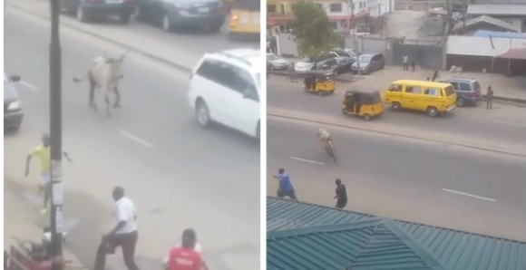 Watch The Shocking Moment A Cow Goes Berserk, Chases People On Busy Lagos Road (Video)