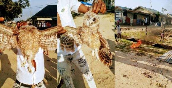 See What Happened To A Suspicious Owl In Delta Community (Photos)