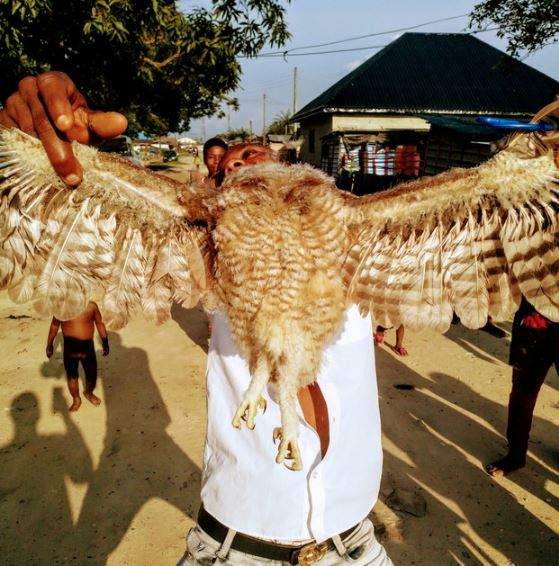 See What Happened To A Suspicious Owl In Delta Community (Photos)