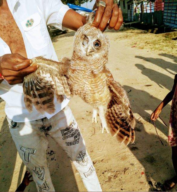 See What Happened To A Suspicious Owl In Delta Community (Photos)