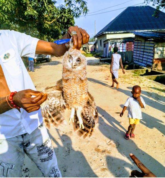 See What Happened To A Suspicious Owl In Delta Community (Photos)