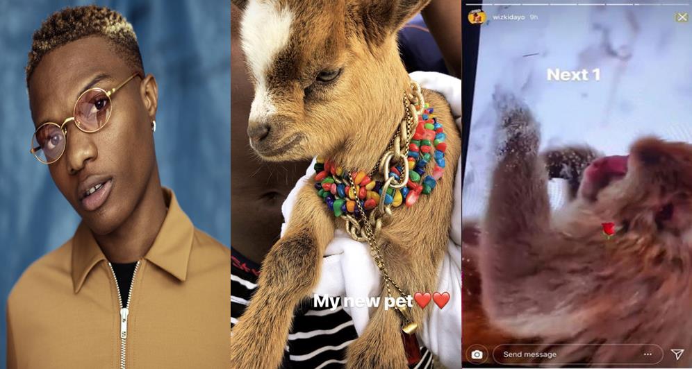 After getting a Pet Goat, Wizkid set to buy a Monkey 