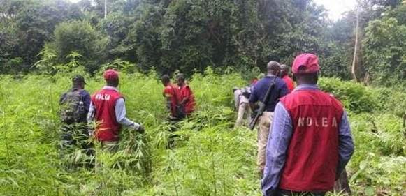 200 Hectares Of India Hemp Plantation Destroyed In Ondo By NDLEA