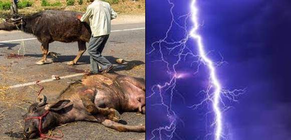 Deafening Thunder Strikes 23 Cows Dead in Ekiti State