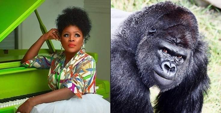 'This Country Is Useless' -Singer Omawumi Reacts To Gorilla Swallowing N6.8m In Kano Zoo