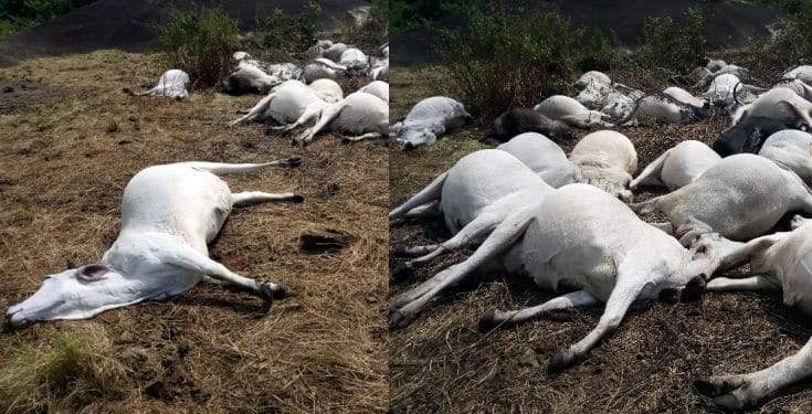 Herdsmen flee as strange thunder kills 36 cows in Ondo (Photos)