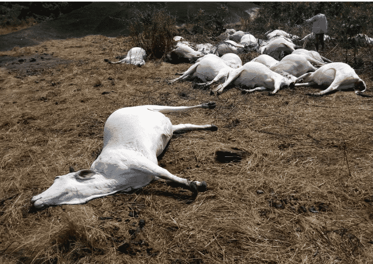 Herdsmen flee as strange thunder kills 36 cows in Ondo (Photos)