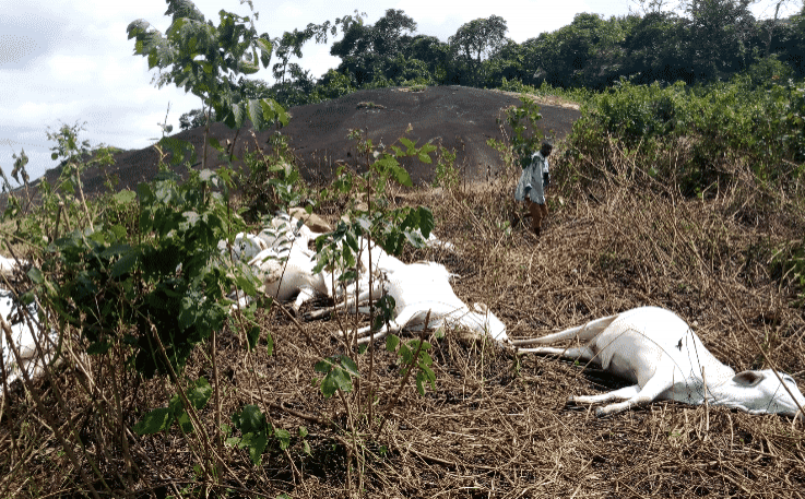 Herdsmen flee as strange thunder kills 36 cows in Ondo (Photos)