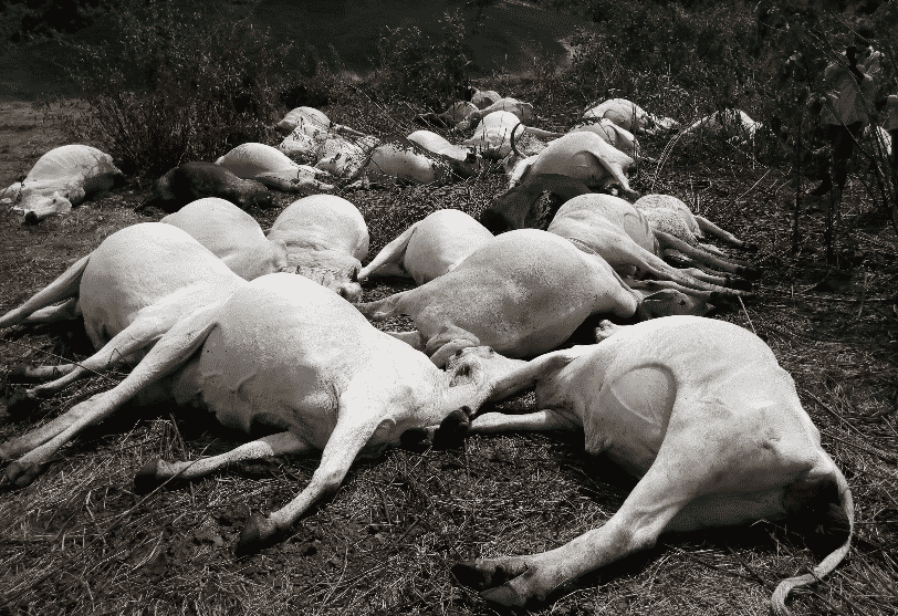 Herdsmen flee as strange thunder kills 36 cows in Ondo (Photos)