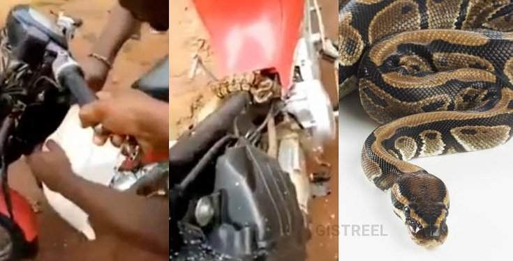 Man calls on Jesus after discovering python in the engine of his motorcycle (Video)