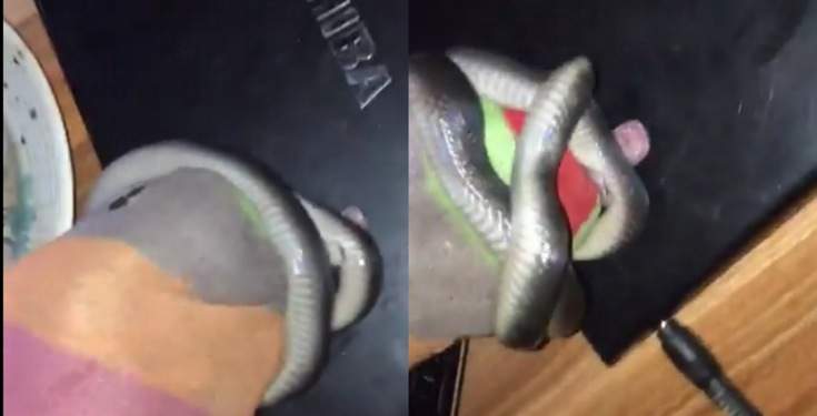 'Shey them no tell you the house wey you enter' - Nigerian Man exchanges words with a snake he captured with his bare hands (video)
