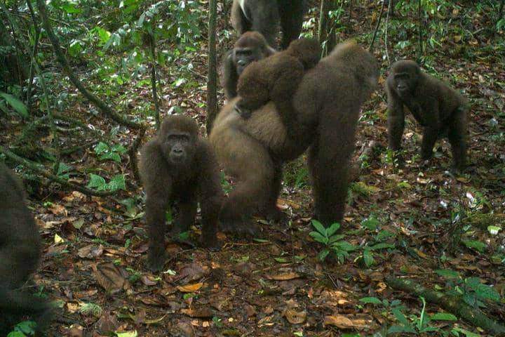 World's rarest species of gorillas spotted in Cross River state (Photos)