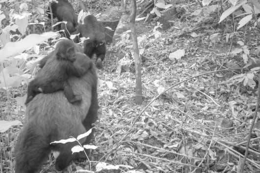 World's rarest species of gorillas spotted in Cross River state (Photos)