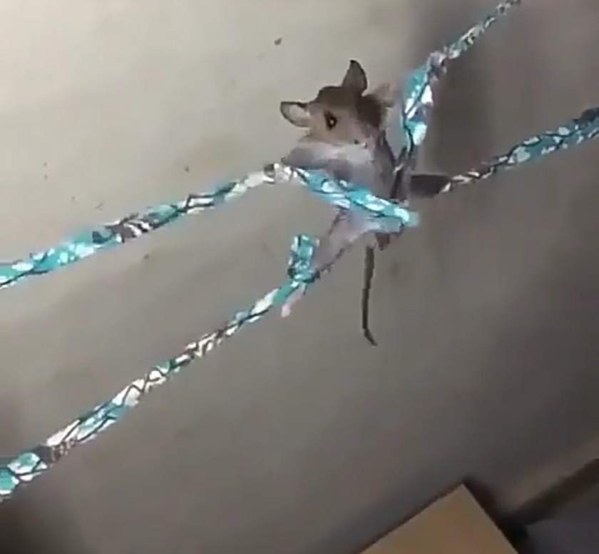 Lady ties and flogs rat with cane after she almost hit her head trying to kill it (Video)