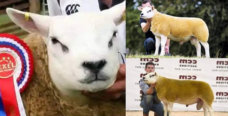 Checkout The World's Most Expensive Sheep Sold At ₦189 Million (Photos)