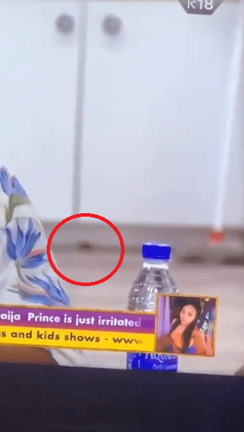 Rat spotted inside the #BBNaija house (Video)