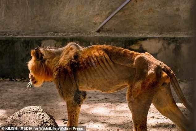 Nigerian journalist, Funmi Iyanda laments over underfed animals in a zoo in Kaduna