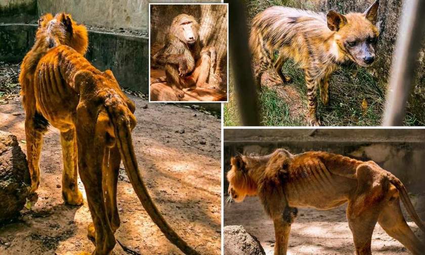 starving animals in kaduna zoo