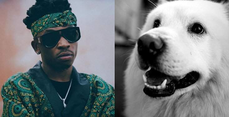 Hilarious reactions as singer, Mayorkun mourns the death of his adorable pet dog
