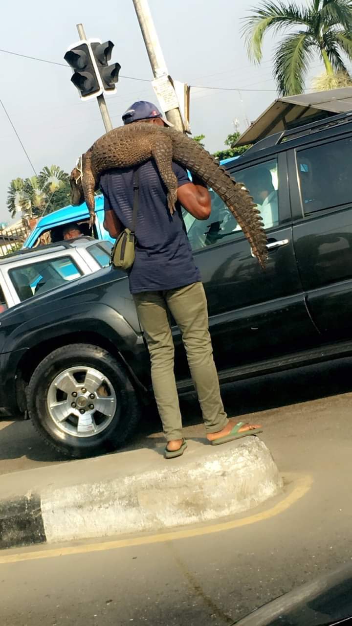 Man Hawking Crocodile in Traffic