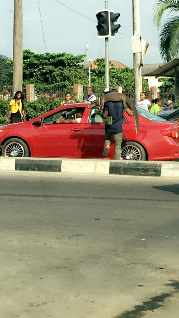 Man Hawking Crocodile in Traffic