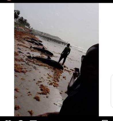 Many Dolphins were washed ashore at Brawire beach in Ghana (Photos)