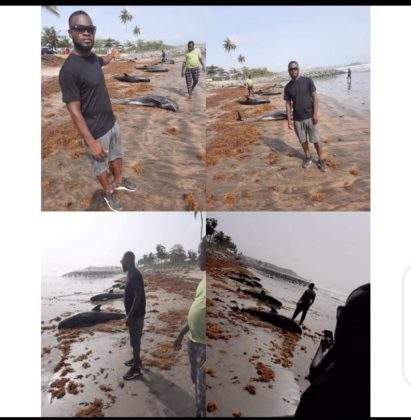 Many Dolphins were washed ashore at Brawire beach in Ghana (Photos)