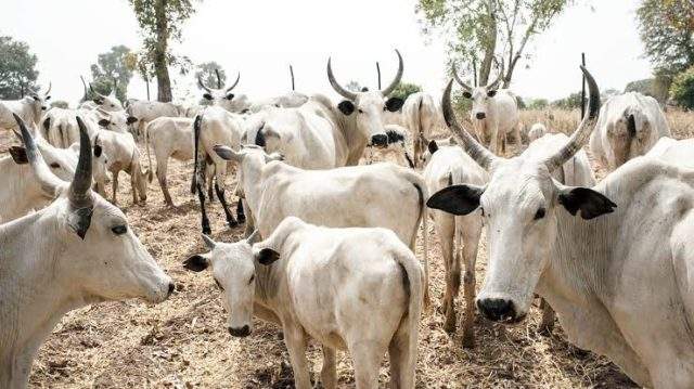 'I'm a Fulani man, but it makes no sense for cows to be roaming the streets in 2021' - Adamu Garba
