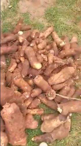 Woman shows off huge tubers of yam harvested from 'sack' farming system (Video)