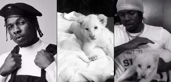 Runtown Faces One Year Jail Term If Arraigned For Acquiring Pet Lion