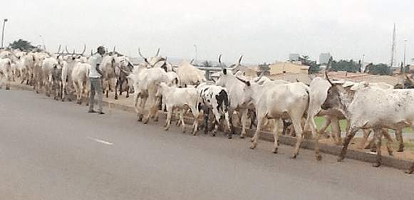 105 cows, 4 sheep impounded in Benue over open grazing