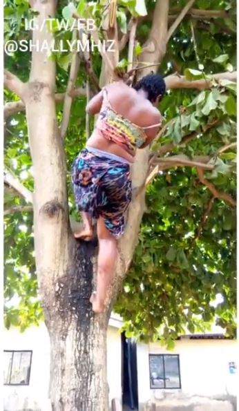 Slay Queen Climbs Tree To Dance To Davido's New Song (Video)