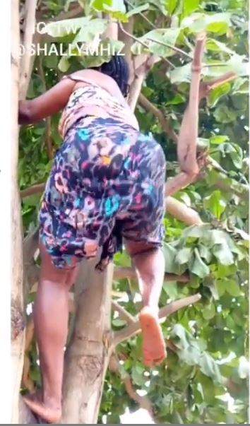 Slay Queen Climbs Tree To Dance To Davido's New Song (Video)