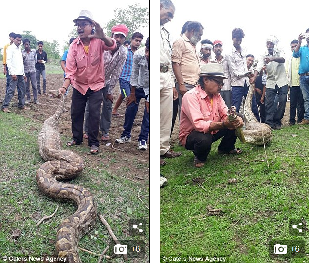 See How Angry Villagers Pull Goat From The Mouth Of A Python After It Was Swallowed ( Shocking Photos )