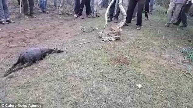 See How Angry Villagers Pull Goat From The Mouth Of A Python After It Was Swallowed ( Shocking Photos )