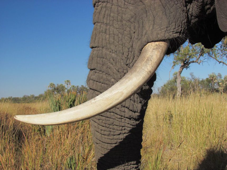 Ivory Trade: Nigerian Government Seizes 55 Elephant Tusks