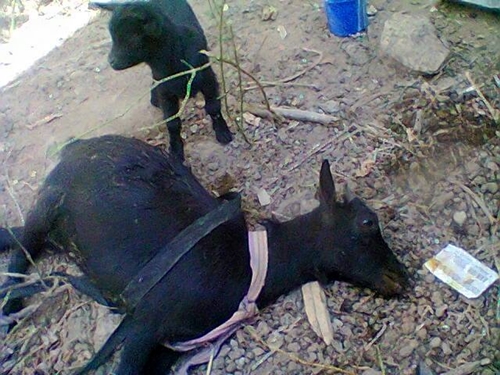 Shocking! Goat Dies After Eating Part of a Food Intended for a Family in Abuja