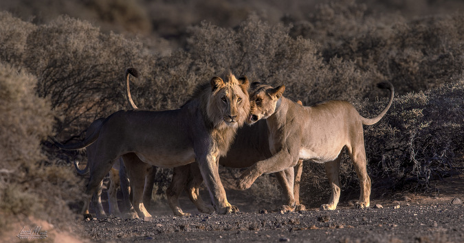 Deadly Lions Responsible for the Death of 200 Livestock Finally Captured