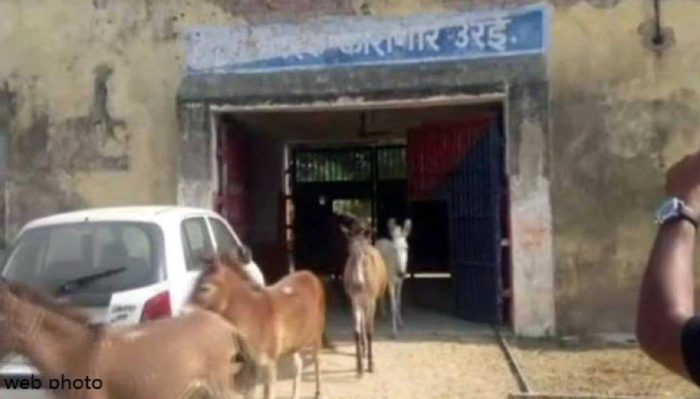 8 Donkeys Land in Serious Trouble, Jailed for Four Days Over an Offence