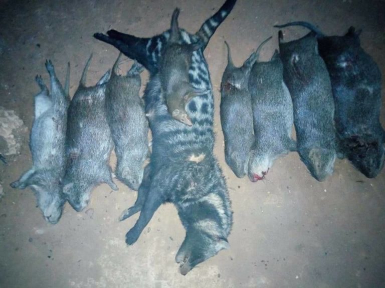 See The Starnge Animals A Skilled Nigerian Hunter Caught In The Bush (Photos)