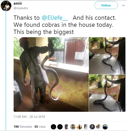 Man Captures Big Male & Female Cobra Snakes That Killed His Rabbit (Photos)