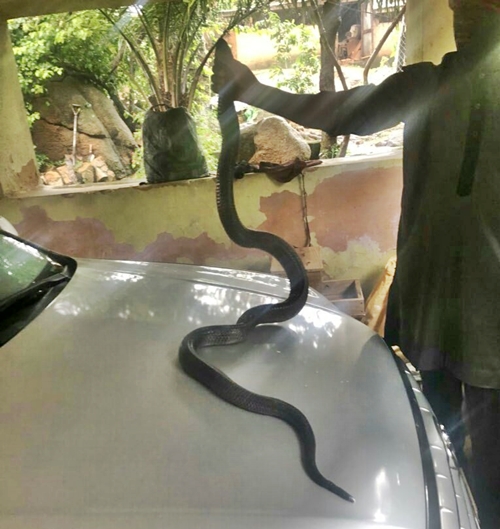 Man Captures Big Male & Female Cobra Snakes That Killed His Rabbit (Photos)