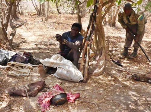 Illegal Poaching: Hunter Arrested With 7 Dogs After Killing Baboon, Warthog In Bauchi (Photos)