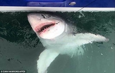 Massive 9-Foot Shark Caught By A Fisherman (Photos)