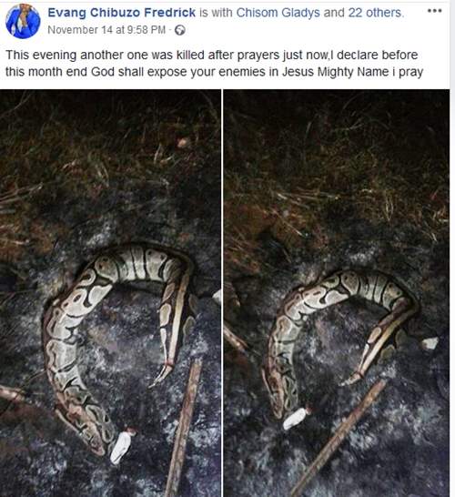 How Hot Prayers Allegedly Caused Fight Between Two Big Snakes In Anambra - Pastor Shares Photos