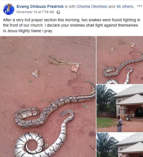 How Hot Prayers Allegedly Caused Fight Between Two Big Snakes In Anambra - Pastor Shares Photos